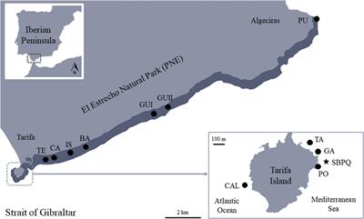 Monitoring Extreme Impacts of Rugulopteryx okamurae (Dictyotales, Ochrophyta) in El Estrecho Natural Park (Biosphere Reserve). Showing Radical Changes in the Underwater Seascape